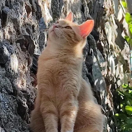 بيت ضيافة De Ribard Bréau-et-Salagosse