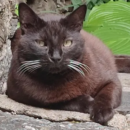 De Ribard Bréau-et-Salagosse