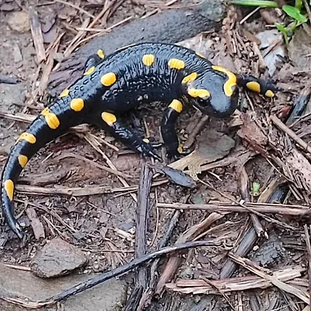 بيت ضيافة De Ribard Bréau-et-Salagosse