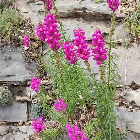 بيت ضيافة De Ribard Bréau-et-Salagosse